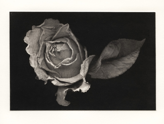 Suspended Rose - Polymer Photogravure Print