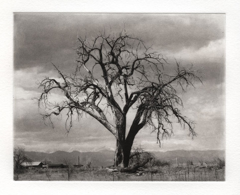Tree on 287 - Polymer Photogravure